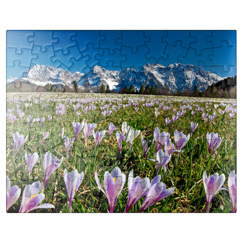 puzzleplate Crocus meadow near Gerold with Karwendel mountains, Upper Bavaria 100 Jigsaw Puzzle