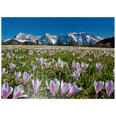 puzzleplate Crocus meadow near Gerold with Karwendel mountains, Upper Bavaria 500 Jigsaw Puzzle