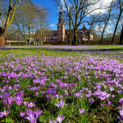 Crocus blossom in the castle park with the castle outside Husum 100 Jigsaw Puzzle 3D Modell
