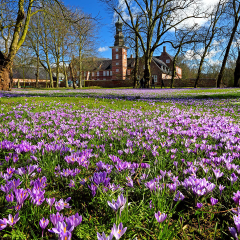 Crocus blossom in the castle park with the castle outside Husum 500 Jigsaw Puzzle 3D Modell