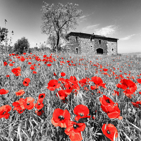 Poppy field in front of a country house on the slopes above Orvieto, Umbria 1000 Jigsaw Puzzle 3D Modell