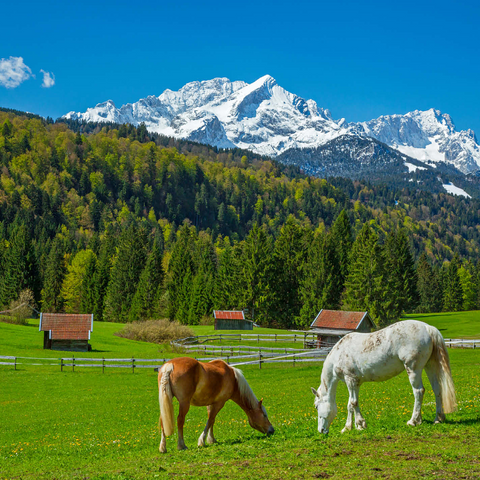 Horses near Kaltenbrunn against Zugspitzgruppe (2962m), Garmisch-Partenkirchen 1000 Jigsaw Puzzle 3D Modell