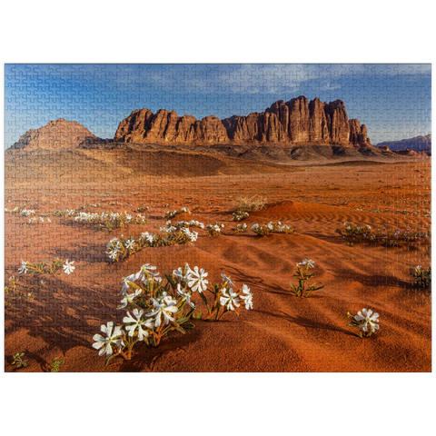 puzzleplate The desert blooms, flowers in the sand, Wadi Rum, Jordan 1000 Jigsaw Puzzle