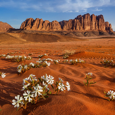 The desert blooms, flowers in the sand, Wadi Rum, Jordan 1000 Jigsaw Puzzle 3D Modell
