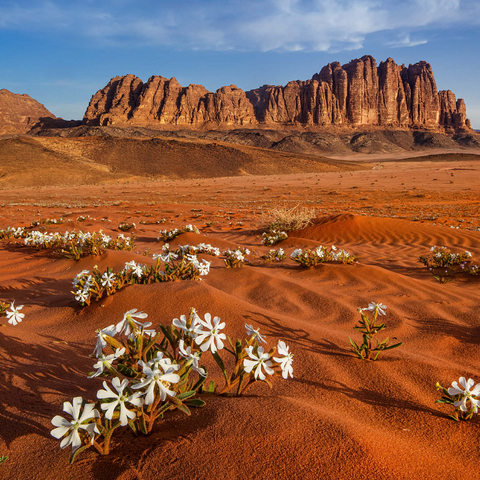 The desert blooms, flowers in the sand, Wadi Rum, Jordan 1000 Jigsaw Puzzle 3D Modell