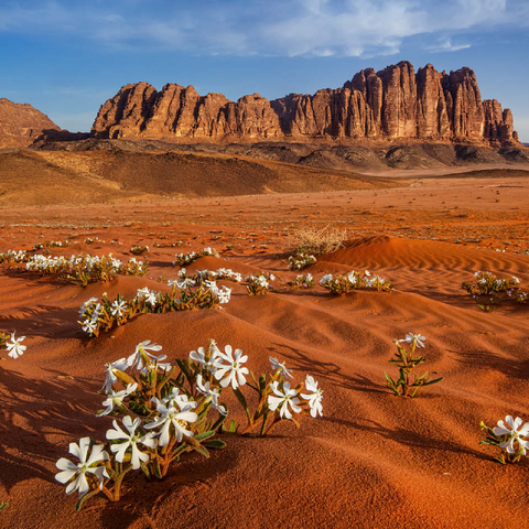 The desert blooms, flowers in the sand, Wadi Rum, Jordan 100 Jigsaw Puzzle 3D Modell