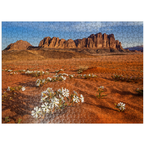 puzzleplate The desert blooms, flowers in the sand, Wadi Rum, Jordan 500 Jigsaw Puzzle