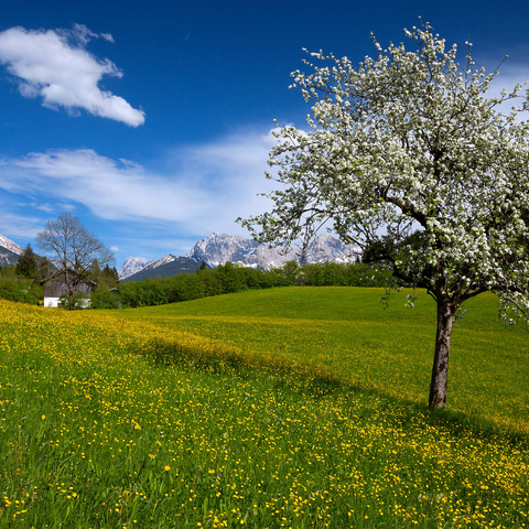 Spring meadow in Gerold against Wörner (2476m) and Tiefkarspitze (2430m) near Mittenwald, Upper Bavaria 1000 Jigsaw Puzzle 3D Modell
