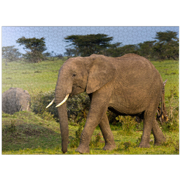 puzzleplate Masai Mara, Kenya, elephants 1000 Jigsaw Puzzle