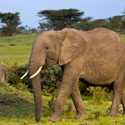 Masai Mara, Kenya, elephants 500 Jigsaw Puzzle 3D Modell