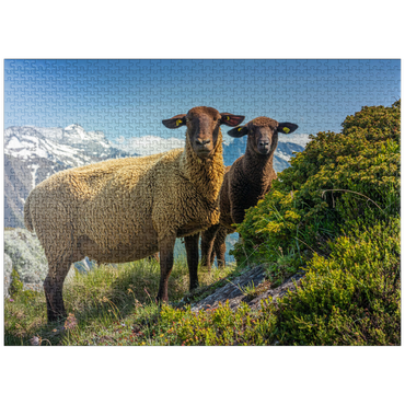 puzzleplate Brown mountain sheep in the hiking area Aletsch region, Aletsch region 1000 Jigsaw Puzzle