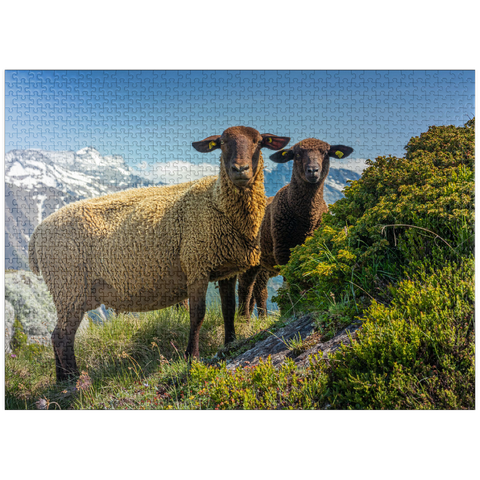 puzzleplate Brown mountain sheep in the hiking area Aletsch region, Aletsch region 1000 Jigsaw Puzzle