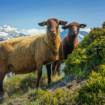 Brown mountain sheep in the hiking area Aletsch region, Aletsch region 1000 Jigsaw Puzzle 3D Modell