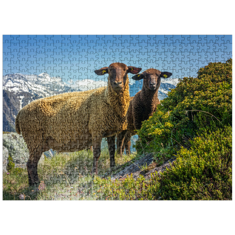 puzzleplate Brown mountain sheep in the hiking area Aletsch region, Aletsch region 500 Jigsaw Puzzle
