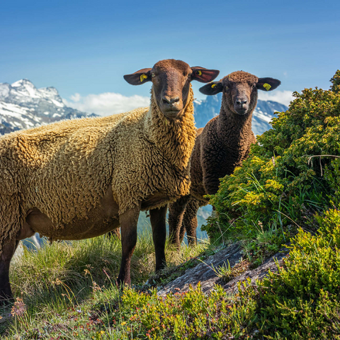 Brown mountain sheep in the hiking area Aletsch region, Aletsch region 500 Jigsaw Puzzle 3D Modell