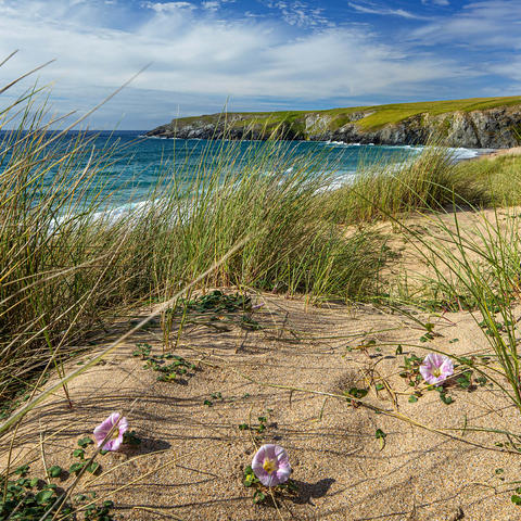 Dunes on the beach of Holywell Bay near Newquay, north coast, Cornwall 500 Jigsaw Puzzle 3D Modell