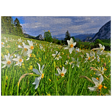 puzzleplate Blooming daffodil meadow, Tauplitz, Salzkammergut, Styria, Austria 1000 Jigsaw Puzzle
