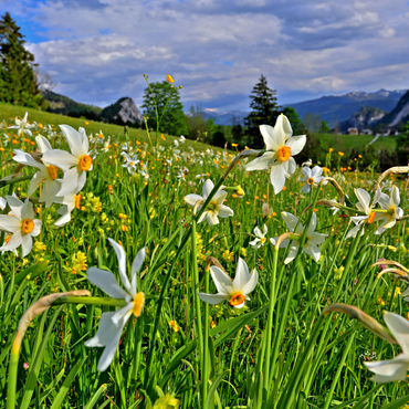Blooming daffodil meadow, Tauplitz, Salzkammergut, Styria, Austria 1000 Jigsaw Puzzle 3D Modell