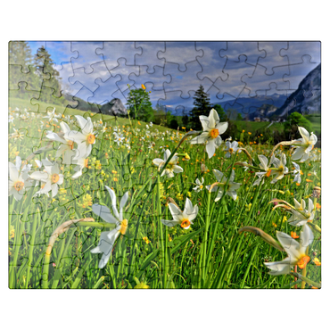 puzzleplate Blooming daffodil meadow, Tauplitz, Salzkammergut, Styria, Austria 100 Jigsaw Puzzle