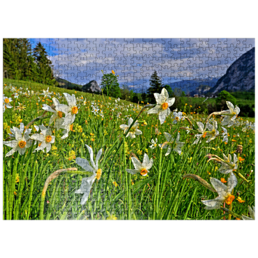 puzzleplate Blooming daffodil meadow, Tauplitz, Salzkammergut, Styria, Austria 500 Jigsaw Puzzle