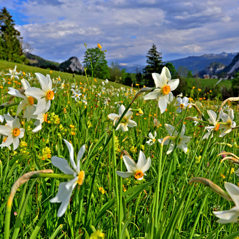 Blooming daffodil meadow, Tauplitz, Salzkammergut, Styria, Austria 500 Jigsaw Puzzle 3D Modell