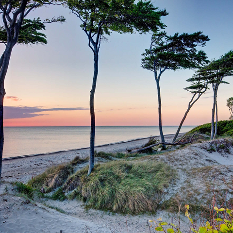 West beach at the Darss forest near Prerow, Fischland-Darß-Zingst 1000 Jigsaw Puzzle 3D Modell