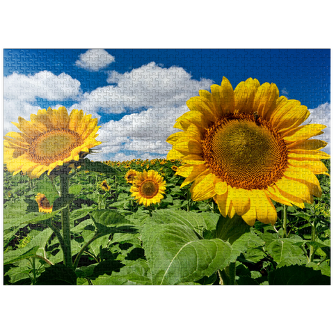 puzzleplate Sunflower field 1000 Jigsaw Puzzle