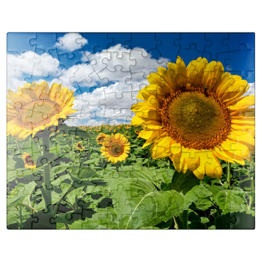 puzzleplate Sunflower field 100 Jigsaw Puzzle