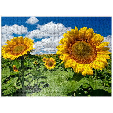 puzzleplate Sunflower field 500 Jigsaw Puzzle
