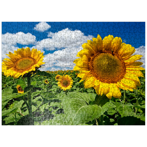 puzzleplate Sunflower field 500 Jigsaw Puzzle