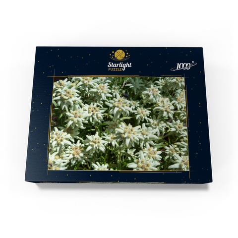 Edelweiss (Leontopodium) 1000 Jigsaw Puzzle box view1
