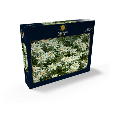 Edelweiss (Leontopodium) 100 Jigsaw Puzzle box view1