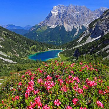 Blooming alpine roses at the Coburger hut against Seebensee (1657m) and Zugspitzgruppe (2962m) near Ehrwald 1000 Jigsaw Puzzle 3D Modell