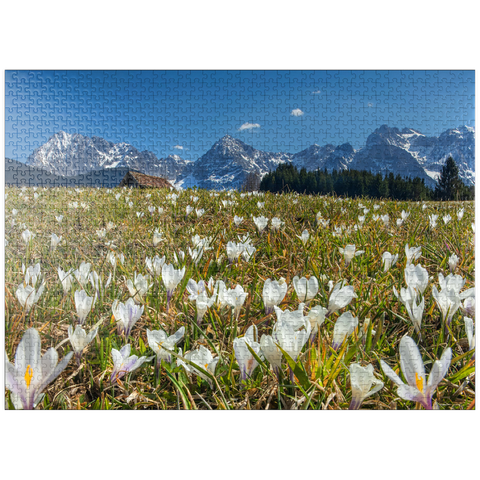 puzzleplate Crocus meadow at the Geroldsee near Gerold with view to the Karwendel mountains in springtime 1000 Jigsaw Puzzle