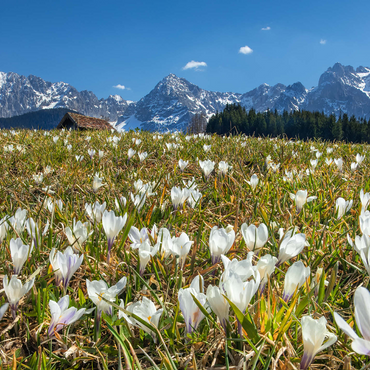 Crocus meadow at the Geroldsee near Gerold with view to the Karwendel mountains in springtime 1000 Jigsaw Puzzle 3D Modell