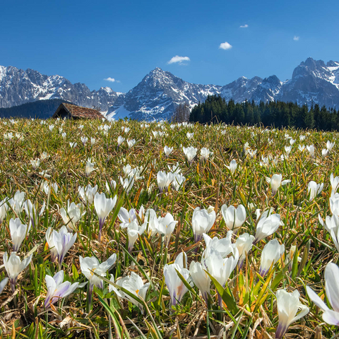 Crocus meadow at the Geroldsee near Gerold with view to the Karwendel mountains in springtime 1000 Jigsaw Puzzle 3D Modell