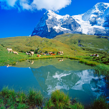 Cows at the pond against Eiger north face (3970m) and Mönch (4107m) 1000 Jigsaw Puzzle 3D Modell
