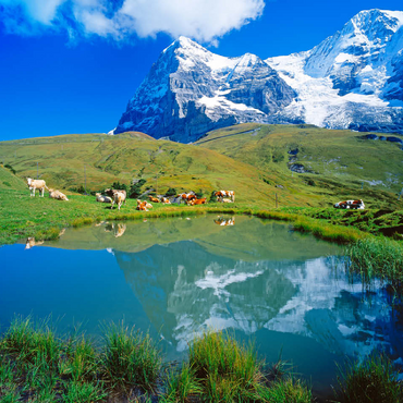 Cows at the pond against Eiger north face (3970m) and Mönch (4107m) 100 Jigsaw Puzzle 3D Modell