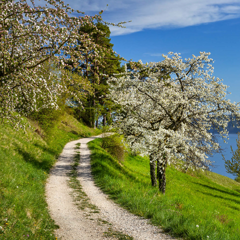Blossom trail between Ludwigshafen and Sipplingen for the blossoming of trees in springtime 1000 Jigsaw Puzzle 3D Modell