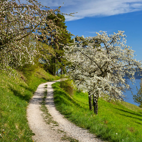 Blossom trail between Ludwigshafen and Sipplingen for the blossoming of trees in springtime 100 Jigsaw Puzzle 3D Modell