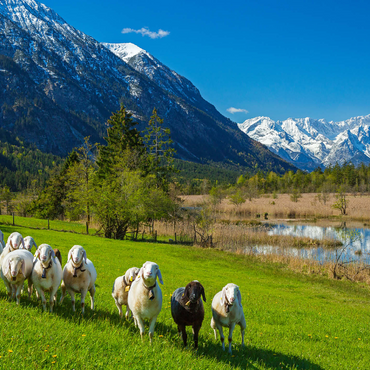 Sheep at the Seven Springs against Estergebirge and Zugspitzgruppe (2962m), Upper Bavaria 1000 Jigsaw Puzzle 3D Modell