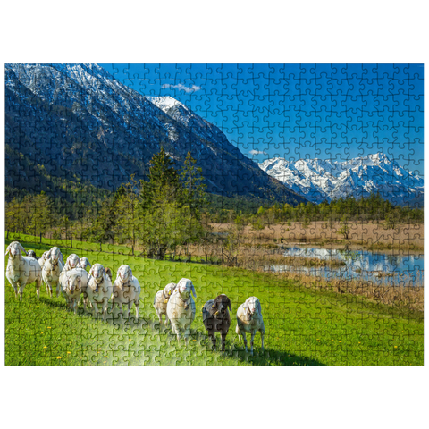 puzzleplate Sheep at the Seven Springs against Estergebirge and Zugspitzgruppe (2962m), Upper Bavaria 500 Jigsaw Puzzle