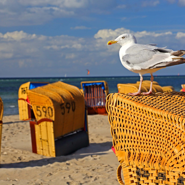 Seagull on a beach chair, Ostseebad Laboe, Schleswig-Holstein, Germany 1000 Jigsaw Puzzle 3D Modell