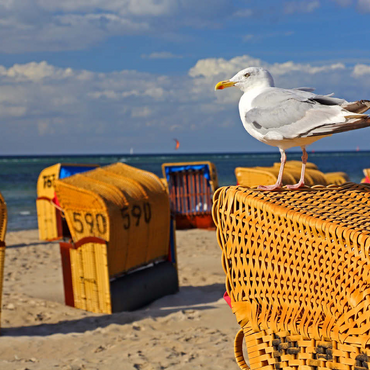 Seagull on a beach chair, Ostseebad Laboe, Schleswig-Holstein, Germany 100 Jigsaw Puzzle 3D Modell