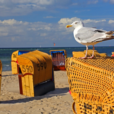 Seagull on a beach chair, Ostseebad Laboe, Schleswig-Holstein, Germany 500 Jigsaw Puzzle 3D Modell