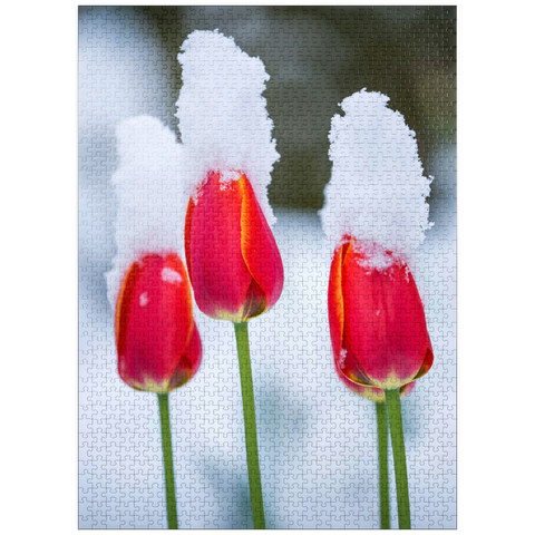 puzzleplate Tulips in the snow 1000 Jigsaw Puzzle