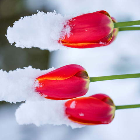 Tulips in the snow 1000 Jigsaw Puzzle 3D Modell