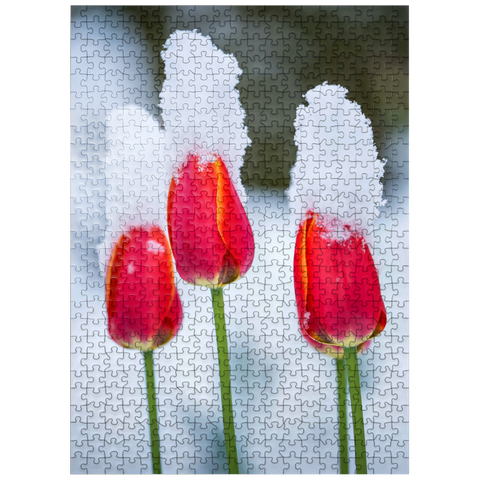 puzzleplate Tulips in the snow 500 Jigsaw Puzzle
