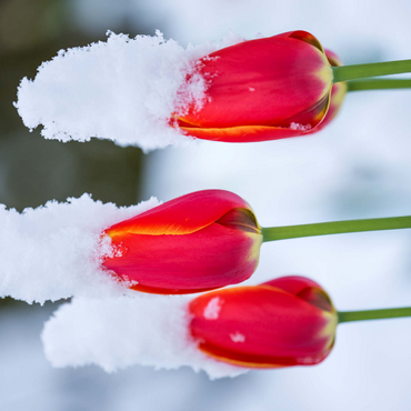 Tulips in the snow 500 Jigsaw Puzzle 3D Modell