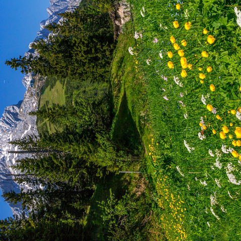 At Kreuzeck, Troll flower meadow (Trollius europaeus) against Alpspitze with paraglider 500 Jigsaw Puzzle 3D Modell